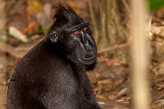 Crested Black Macaque
