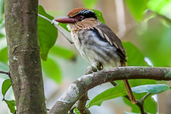 Sulawesi Lilac Kingfisher