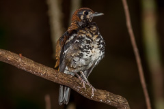 Red-backed Thrush