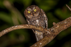 Sulawesi Scops Owl