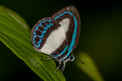 unidentified butterfly