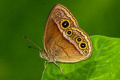 unidentified butterfly