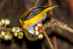 Yellow-sided Flowerpecker