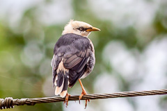 Vinous-breasted Myna