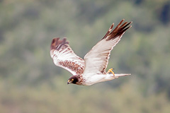 Eastern Marsh Harrier