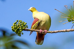 Ashy-headed Green Pigeon