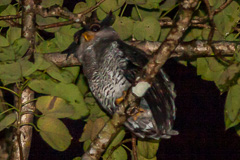 Barred Eagle-Owl