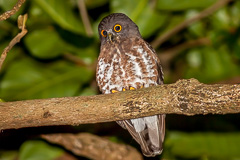 Brown Hawk-Owl