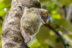 Sunda Colugo