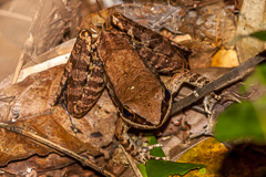 Chanthaburi Stream Frog