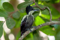 Heart-spotted Woodpecker