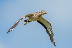 Indian Stone-curlew