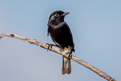 Pied Stonechat