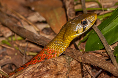 Red-necked Keelback