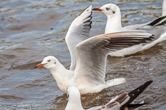 Slender-billed Gull