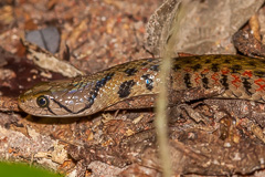 Yellow-spotted Keelback Water Snake