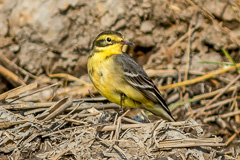 Citrine Wagtail