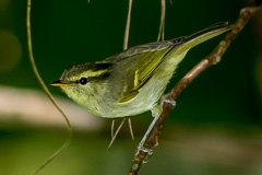 Davison's Warbler