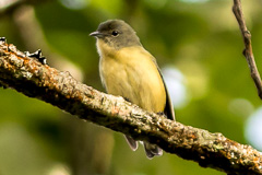 Fire-breasted Flowerpecker