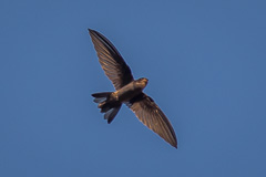 Himalayan Swiftlet