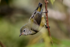 Plain Flowerpecker