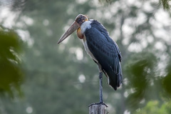 Lesser Adjutant