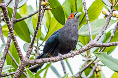 Chestnut-bellied Malkoha