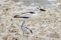 Crab Plover