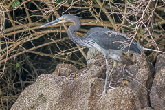 Great-billed Heron