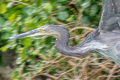 Great-billed Heron