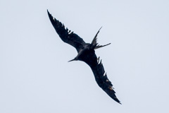 Great Frigatebird