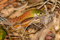Red-necked Keelback