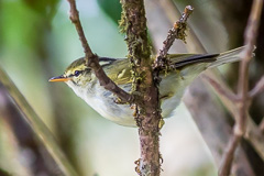 Blyth's Leaf Warbler