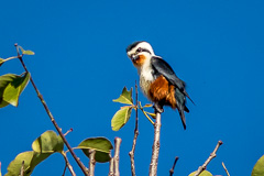 Collared Falconet