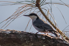 Giant Nuthatch