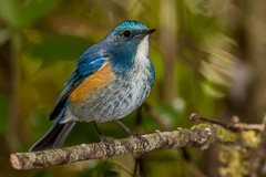 Himalayan Bluetail