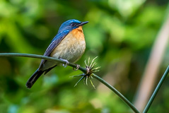 Hill Blue Flycatcher