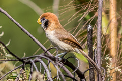 Spot-breasted Parrotbill