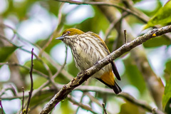 Yellow-vented Flowerpecker