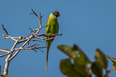 Grey-headed Parakeet