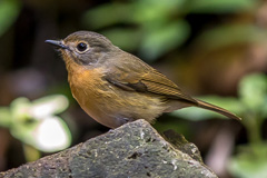 Hill Blue FLycatcher