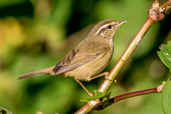 Radde's Warbler