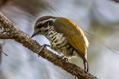 Speckled Piculet