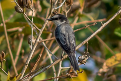 Ashy Minivet