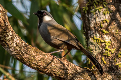 Black-throated Laughingthrush