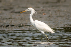 Chinese Egret