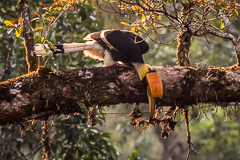 Great Hornbill