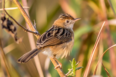 Golden-headed Cisticola