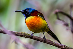 Green-tailed Sunbird