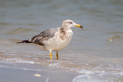 Heuglin's Gull